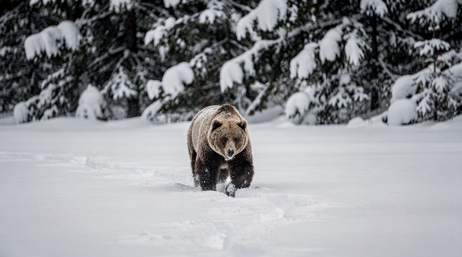 Observer les ours bruns sauvages depuis un affût près de Kuusamo
