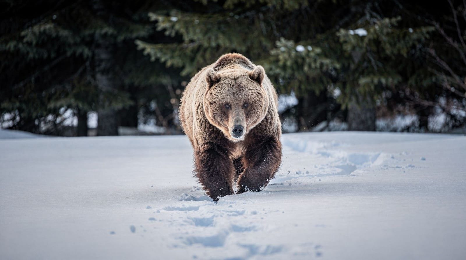 Parc animalier de Ranua : guide complet du visiteur