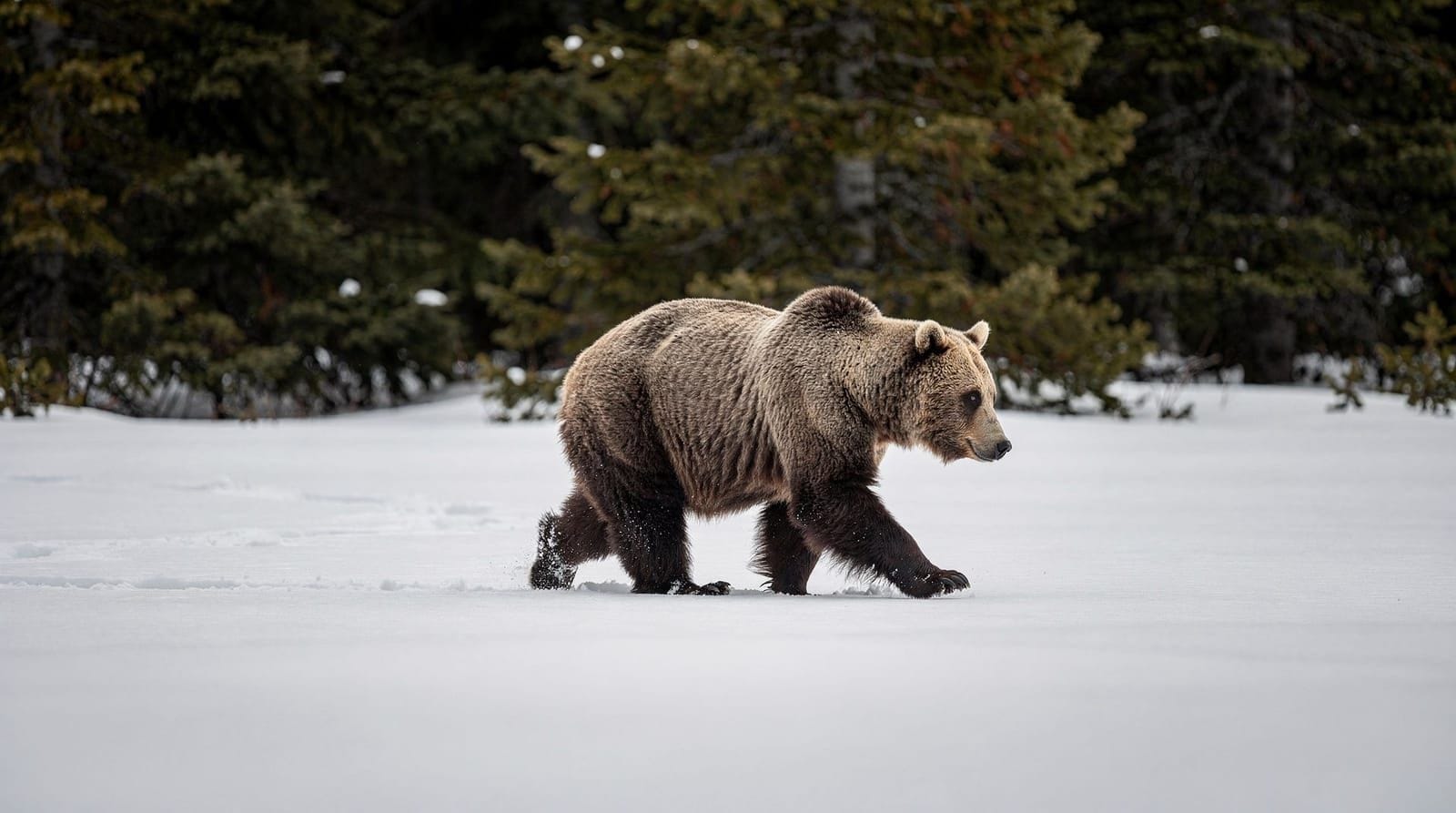 Le parc animalier de Ranua avec des enfants