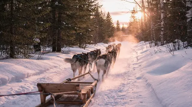 Reindeer sleigh or husky sled: how to choose