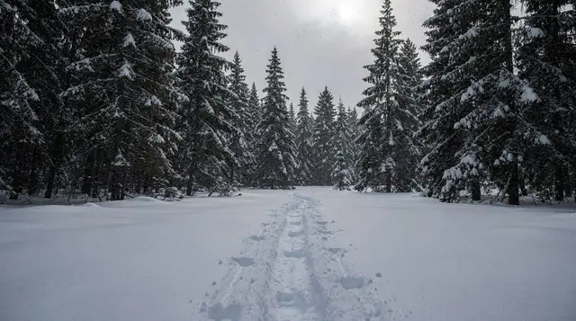 Snowshoeing near Rovaniemi: guided treks through the boreal forest