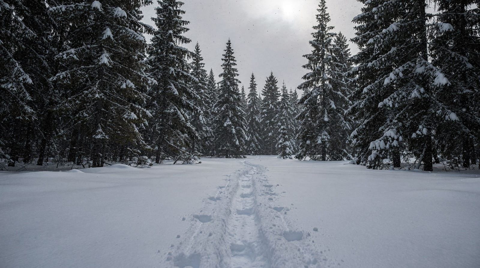 Raquette à neige près de Rovaniemi : randonnées guidées en forêt boréale