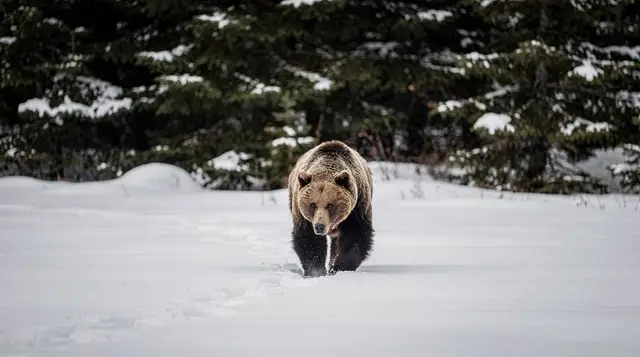 Wildlife watching in Finnish Lapland: what to expect